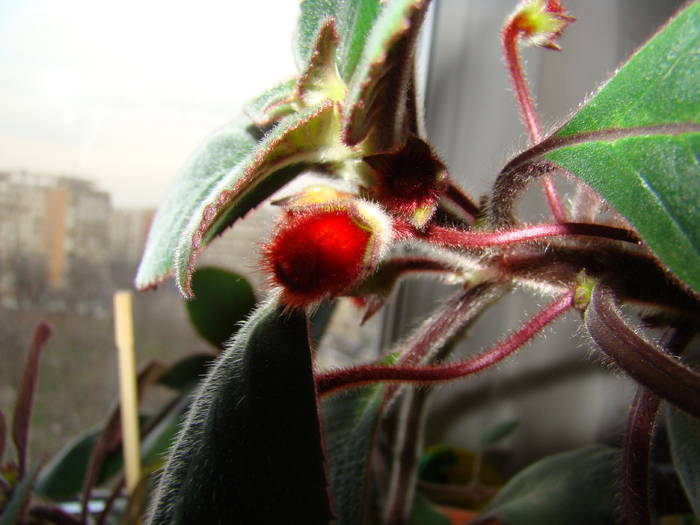 DSC07358 - Kohleria Eriantha 2009