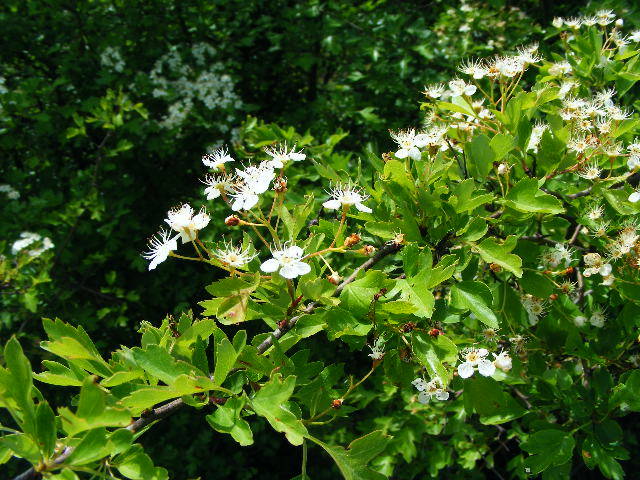 DSCF0534