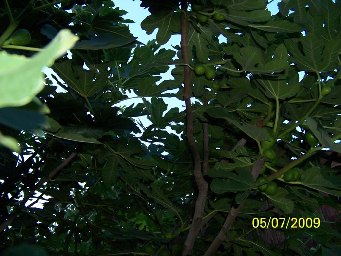 100_7029smochin - Iulie 1