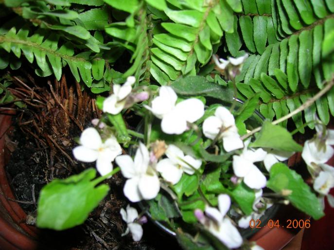 ghiocei  2 - flori de primavara si pisici