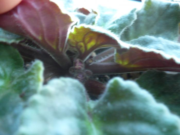 boboci violeta no-name