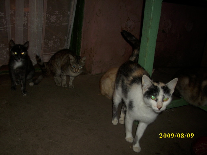 DSCI0799 - pisici si catelusa Boggy