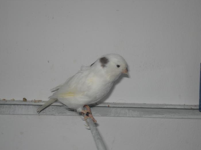 DSC00476 - canari