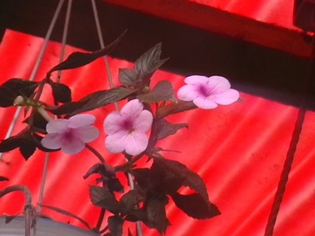 achimenes - oxigenul din case 2009