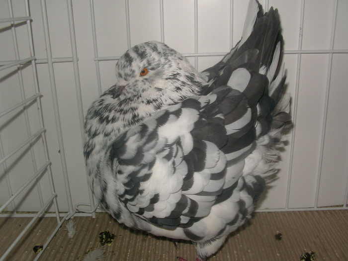 SANY0229 - poze expo 2009