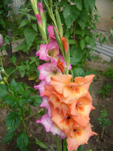 P1000887 - GLADIOLE SI CRINI