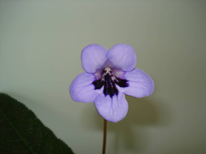 Heidi - STREPTOCARPUS 2009-2010