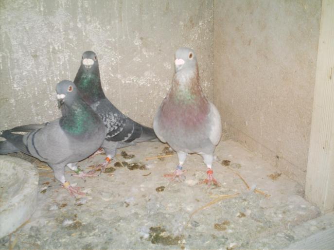 IMAG0015 - porumbei matca 2008