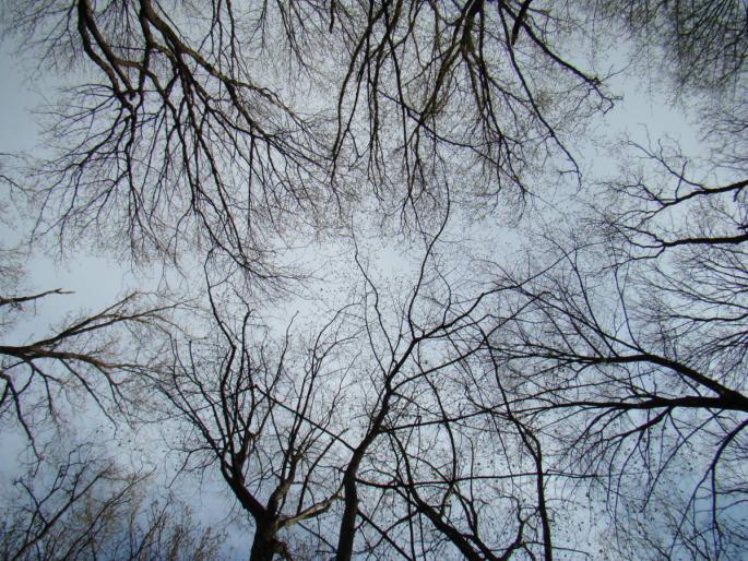 DSC02717 - 2008-03-22 - La padure-Baneasa