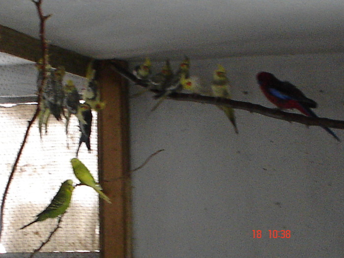 DSC08238 - DECEMBRIE 2009