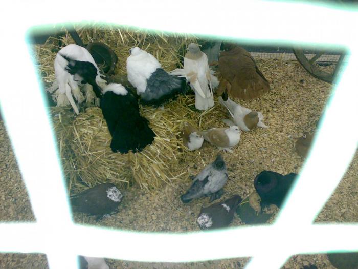 00000c voliera rus 10 - 1505 partea 9a