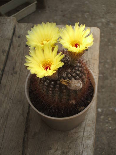 Notocactus tabularis