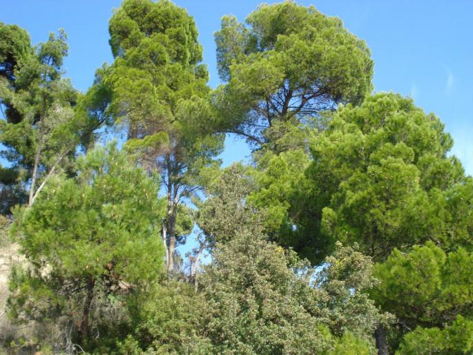 DSC08018 - 2008 REVELION CORFU