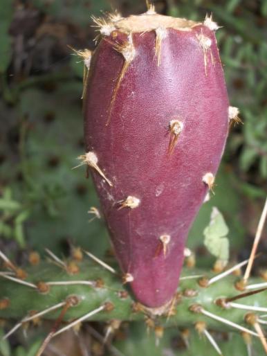 Fruct Opuntia
