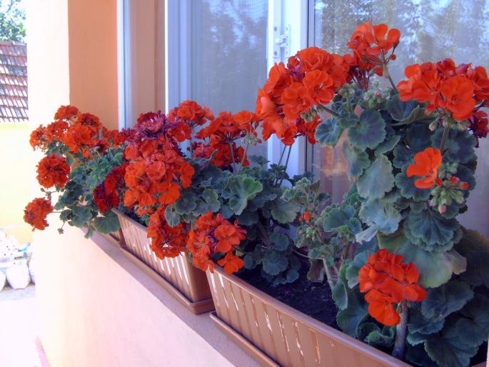 muscate in august - Plantele mele de terasa si exterior