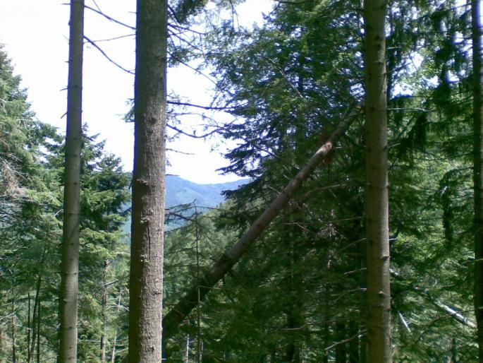 26062008(005) - vanatoare padure