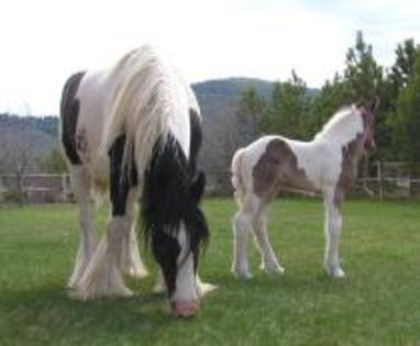 iapa irish cob si manzul ei - Cai