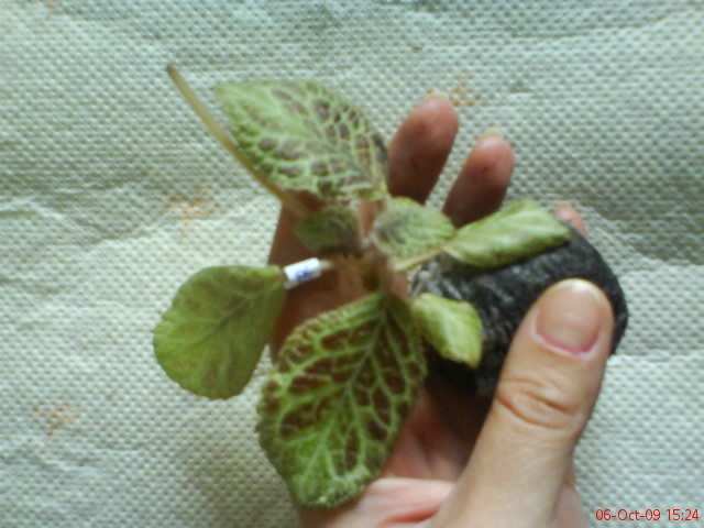 Episcia Silver Dust; Episcia Silver Dust
