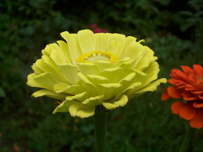 DSCI0331 - carciumarese-zinnia