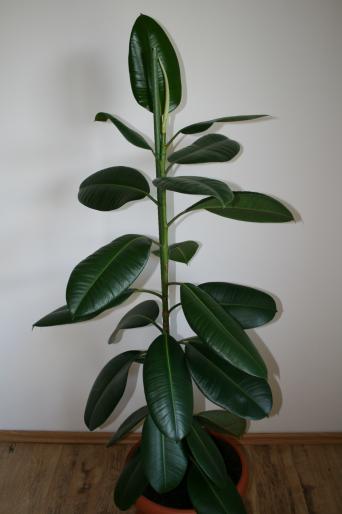 ficus elastica; fam. moraceae
