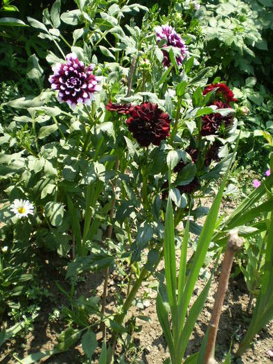 P7072155 - flori de gradina 2009