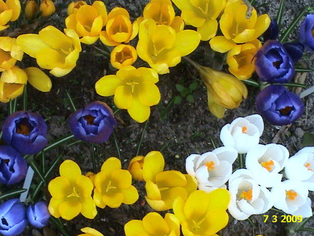 DSC00258 - crocus - branduse