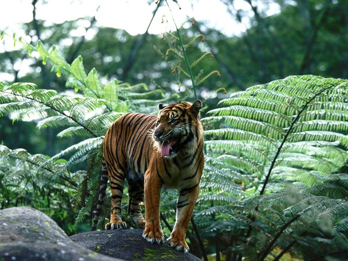 Master Of His Domain, Sumatran Tiger; Cele mai frumoase animale.
