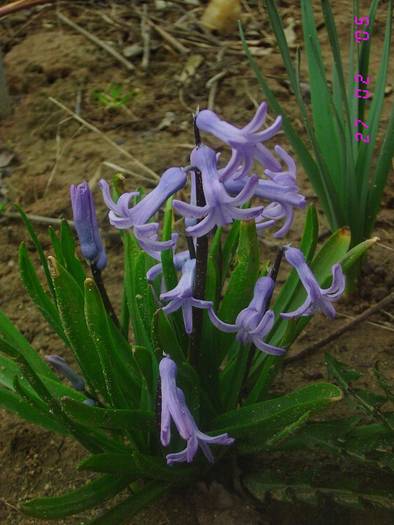 Zambila albastra - Flori de Primavara