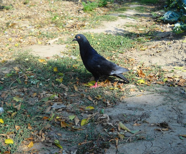 Picture 177 - chitzaila-porumbelul -meu