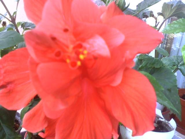 IMG_0997; hibi rosu semidublu
