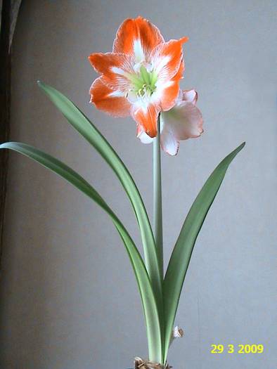 Amaryllis Minerva 29 mart 2009(1)a - hippeastrum - amaryllis