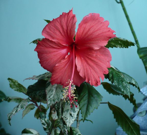 Surinam - HIBISCUSI