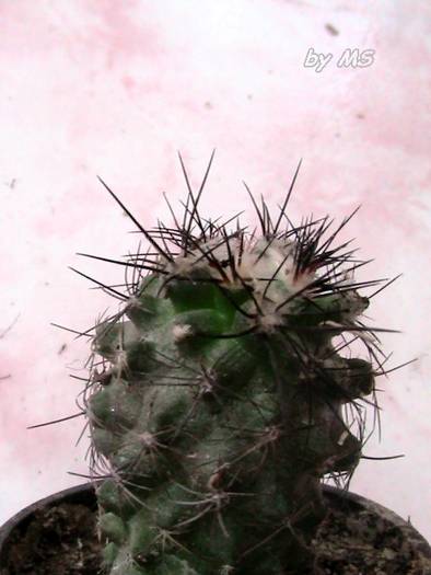 Neochilenia sau Neoporteria - CACTUSI si alte suculente-12