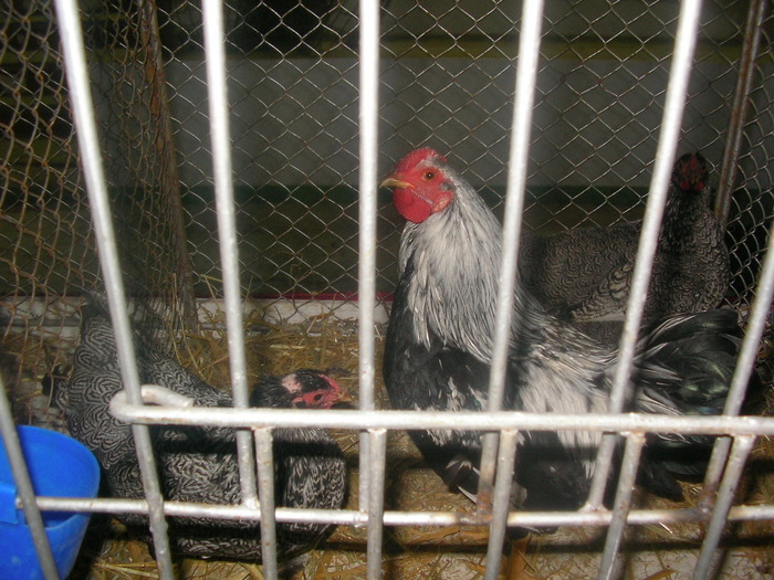 SANY0265 - poze expo 2009