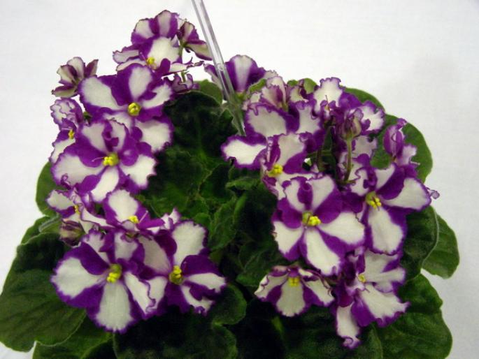 Kiwi_Dazzler_2005avsa - violete de pe net