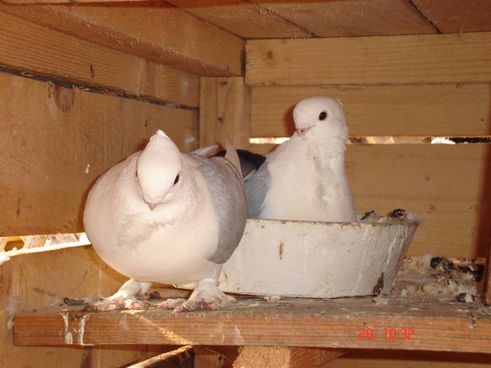 91 - C Porumbei Blueti si Satineti Vechi