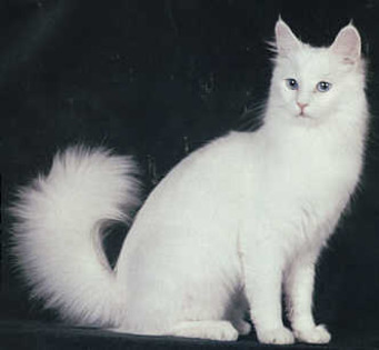 angora - Pisici