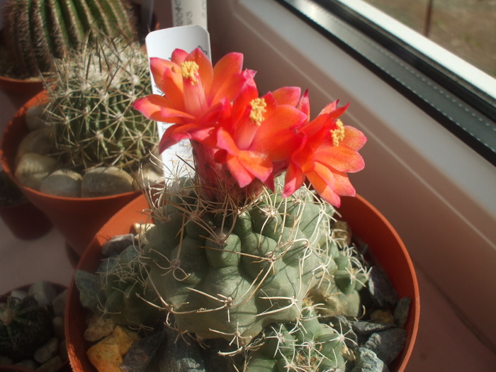 Matucana paucicostata flori