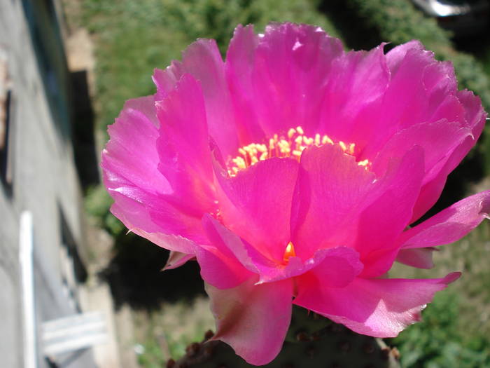 DSC06660 - Cactusi