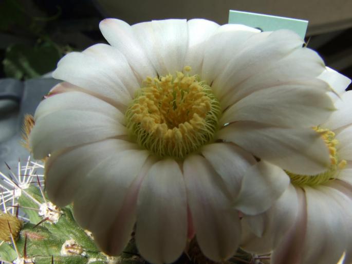 Acanthocalycium peitscherianum - floare - CACTUSI - ANUL 2008