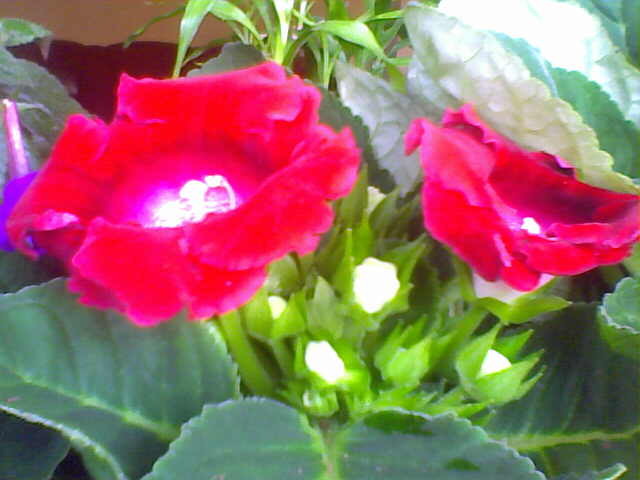 Picture 034 - ultimile achizitii 2009