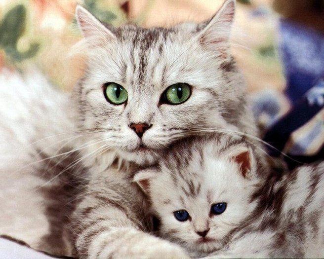 Pisi dragute - Poze 2