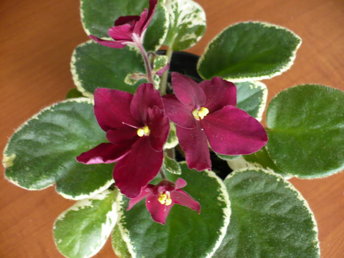 Pow Wow - Saintpaulia - violete de camera