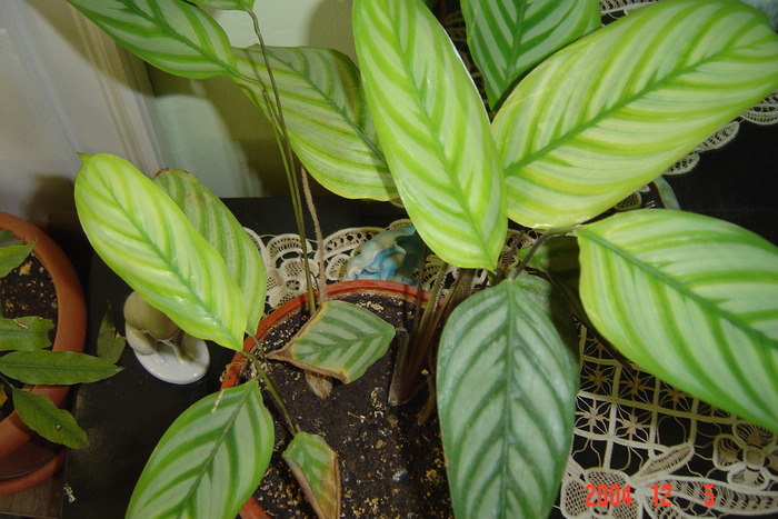 calatheea