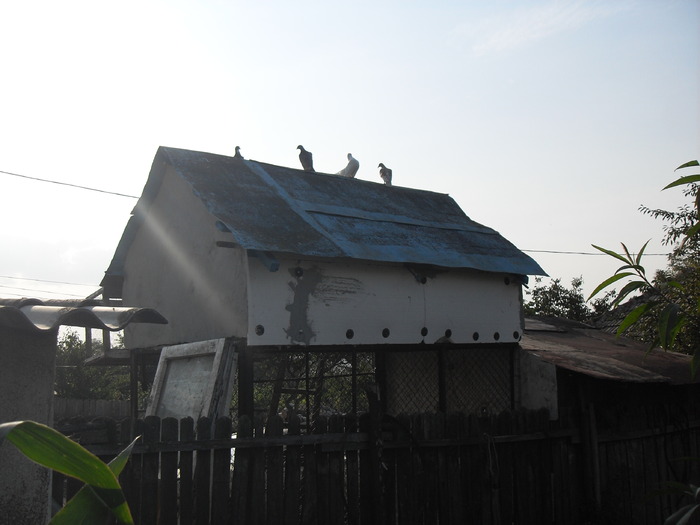 SDC11131 - porumbei voiajori