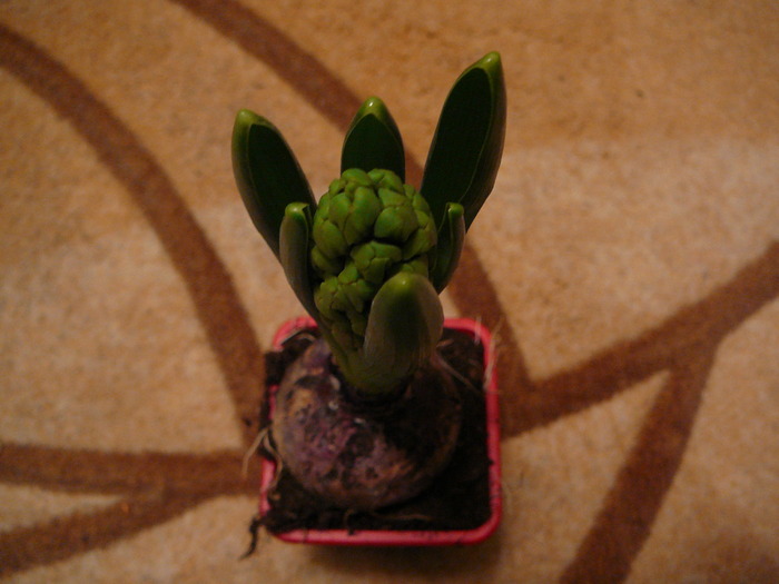 Picture 459; Noua  zambila
