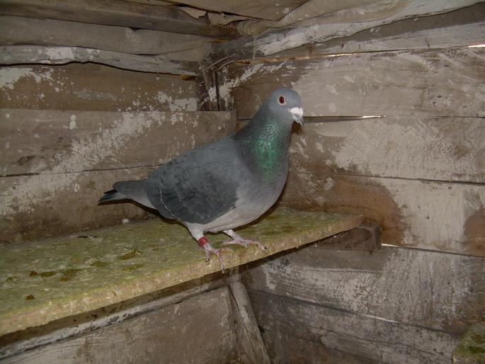 RO-03-128463; \'\'zburatorul\'\'
