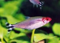 Hemigrammus%20bleheri - Pesti exotici
