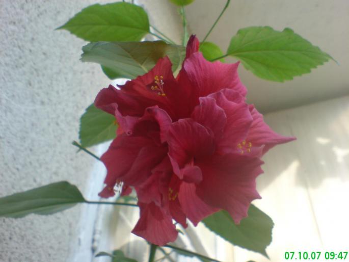 Hibiscus cyclam - Flori