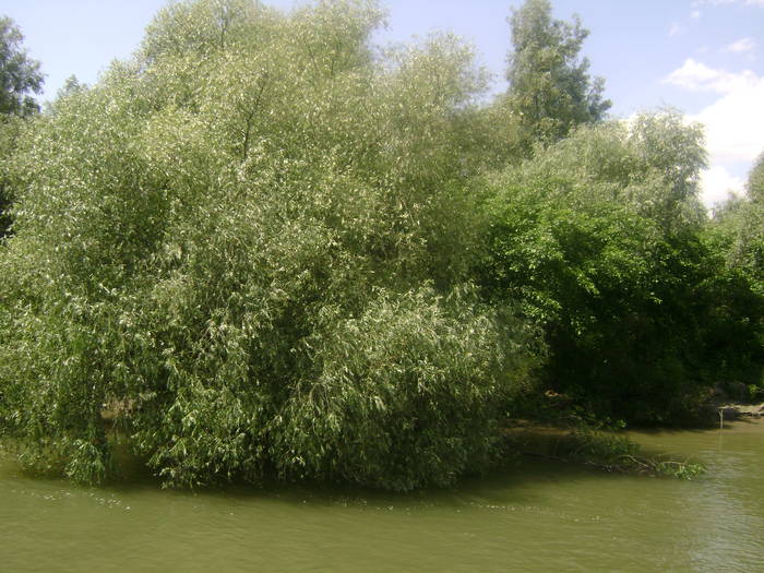 excursie delta dunarii 5062009 066 - EXCURSIE  in DELTA